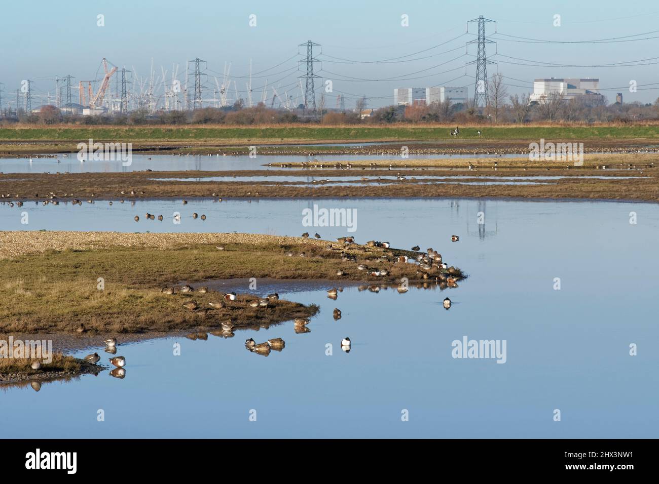 Enten und Watvögel ruhen auf einem flachen Pool, im Hintergrund das Kraftwerk Hinkley Point, WWT Steart Marshes Reserve, Somerset, Großbritannien, Januar. Stockfoto