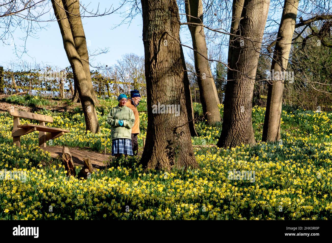 Im Warley Place Warley Nature Reserve in Essex blühende Frühlingsblumen, darunter ein Meer von tausenden Narzissen Stockfoto