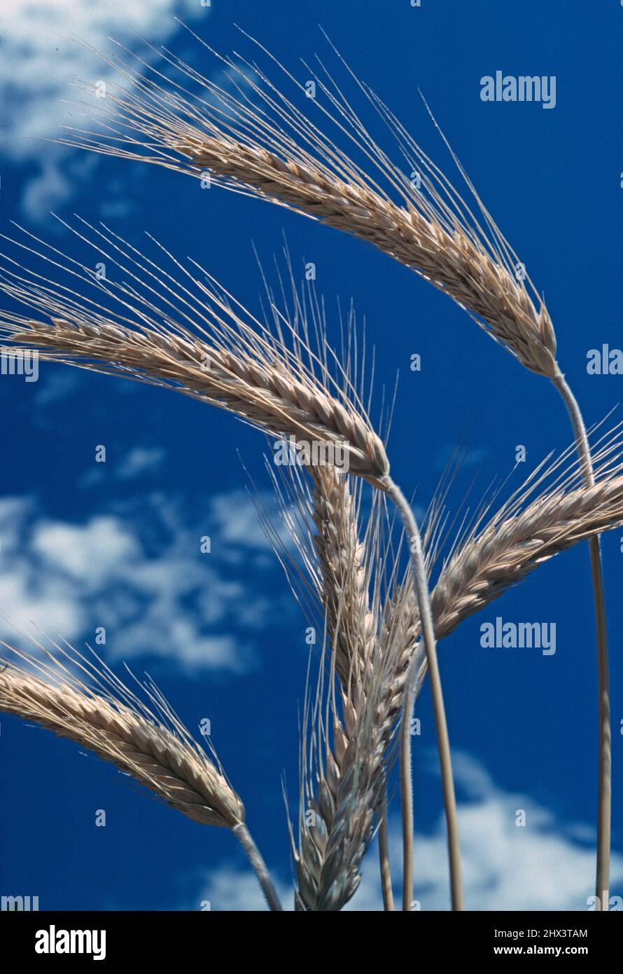 Australien. Landwirtschaft. Nahaufnahme von Weizen. Stockfoto