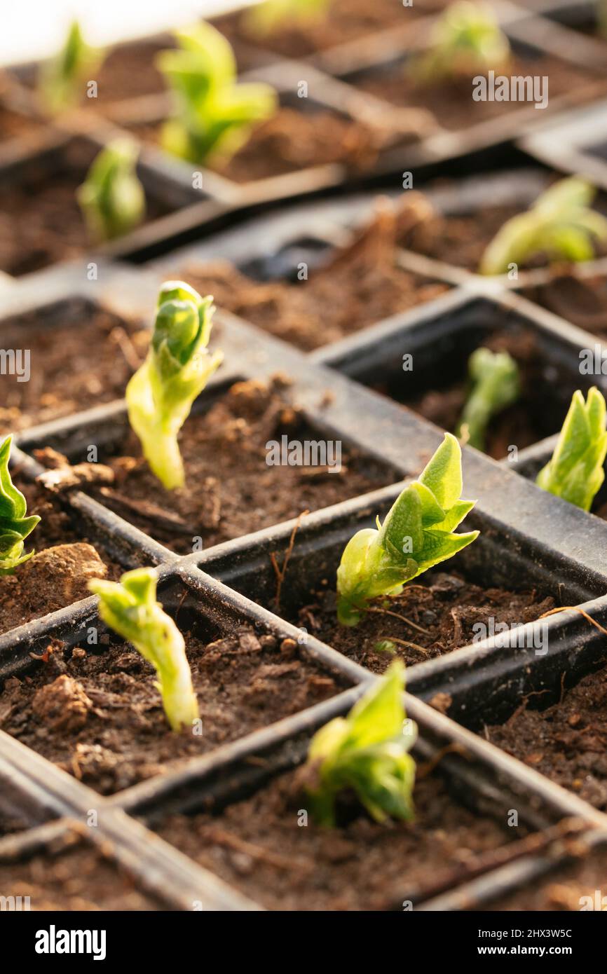 Neues Laub von Sämlingen mit breiten Bohnenpflanzen im frühen Frühjahr. Stockfoto