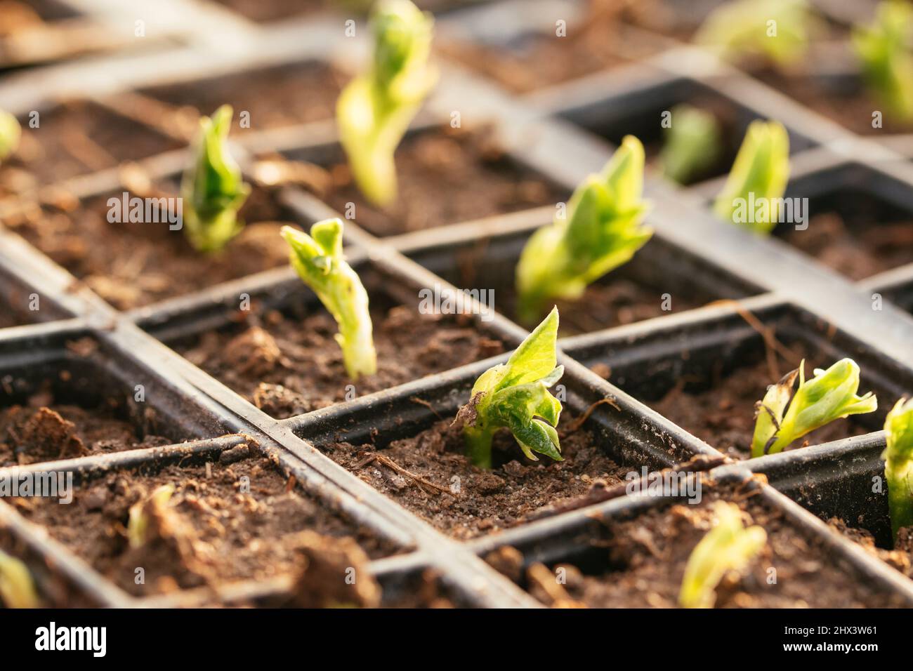 Neues Laub von Sämlingen mit breiten Bohnenpflanzen im frühen Frühjahr. Stockfoto