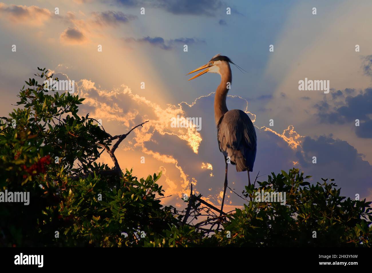 GREAT BLUE HERON (ARDEA HERODIAS) IN DER VENICE AUDUBON ROOKERY IN VENICE FLORIDA Stockfoto