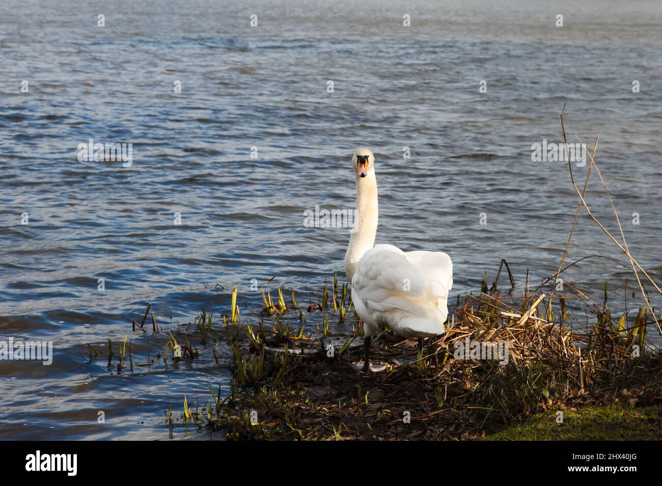 Ein einziger weißer Mute Swan (Cygnus Cygnus) brütet am Virginia Water Lake, Windsor Great Park, Surrey, März 2022 Stockfoto