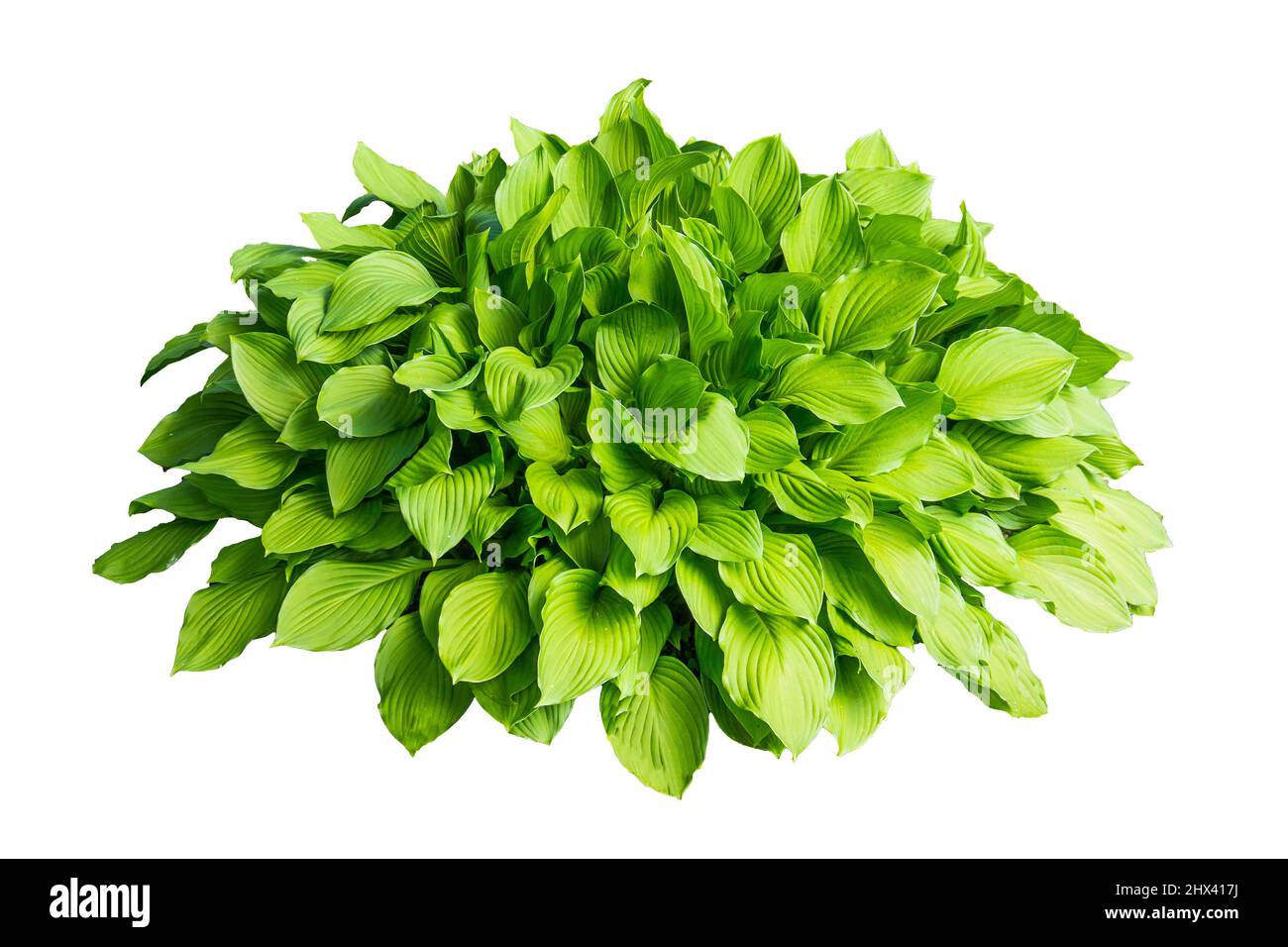 Grüner Busch mit großen Blättern isoliert auf weißem Hintergrund Stockfoto