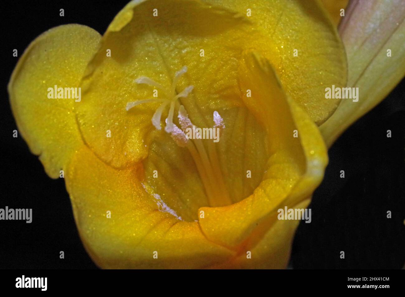 Gelbe Freesie (Freesia refracta) Nahaufnahme Stockfoto