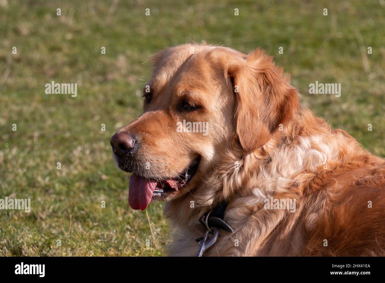 Der Golden Retriever Hund saß in der Sonnenzunge, die nach einem langen Spaziergang sanft keuchend herausragte Stockfoto