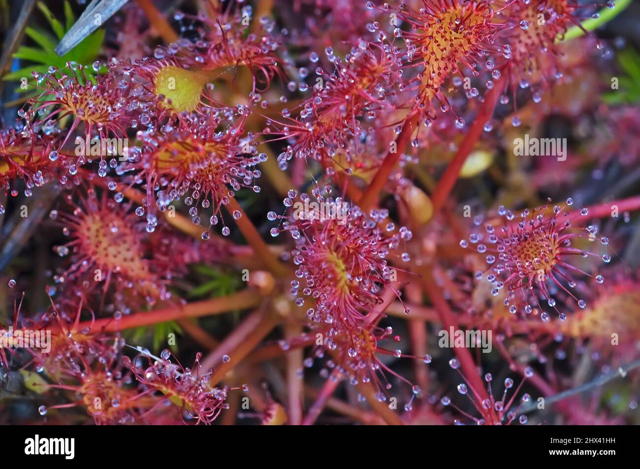 Spatelleblättriger Sonnentau wächst in Suffolk County, Long Island Stockfoto