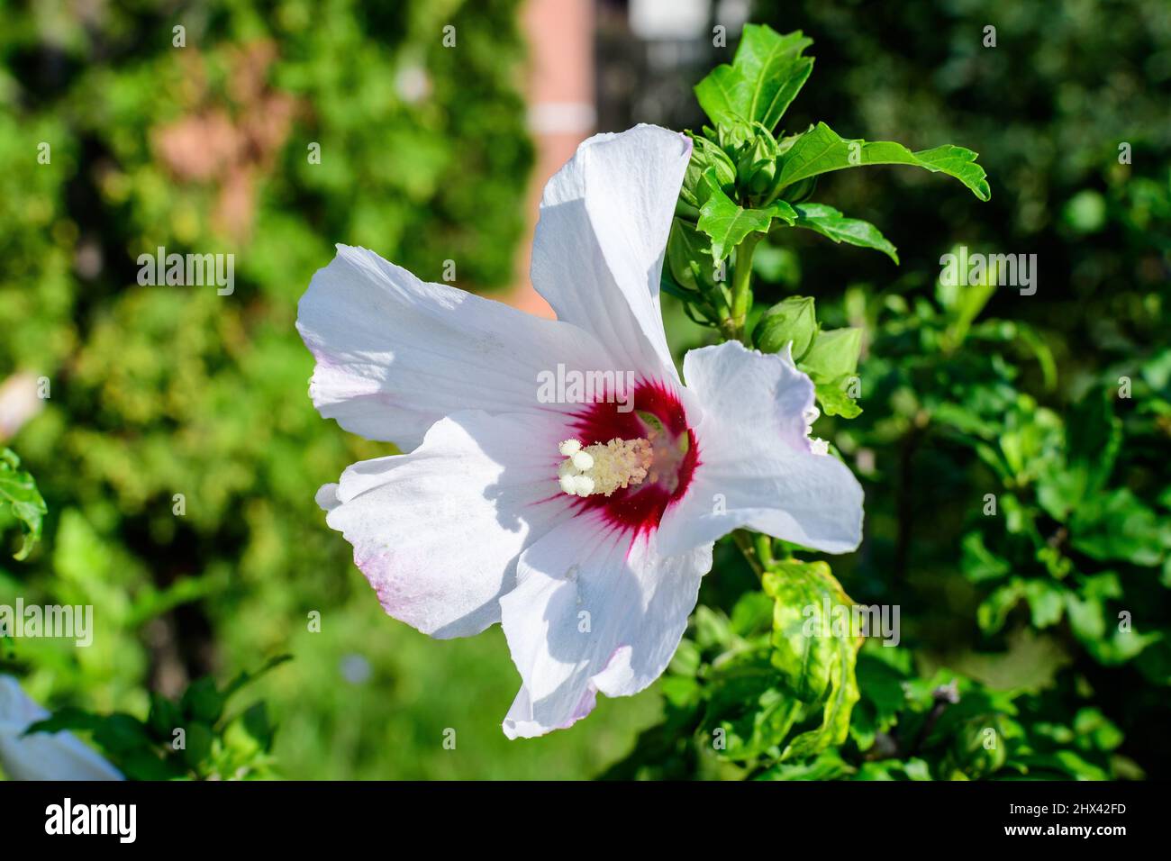 Weiße zarte Blume des Cornus kousa-Baumes, allgemein bekannt als ousa, kousa, chinesisches, koreanisches und japanisches Dogwood, und grüne Blätter in einem Garten in der Sonne Stockfoto