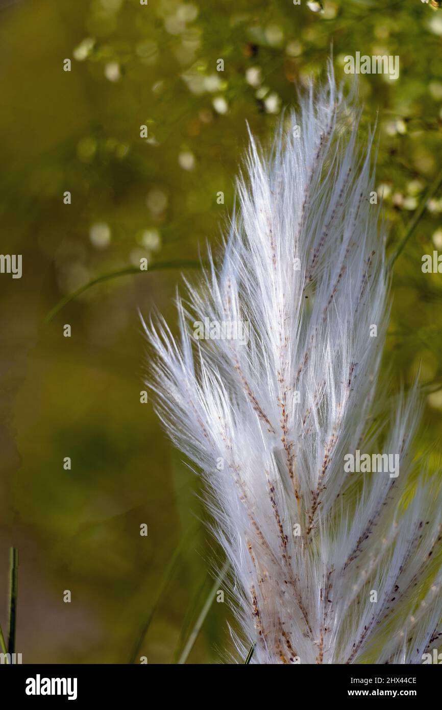 Nahaufnahme der schönen weißen kasch- oder Kans-Grasblume Stockfoto