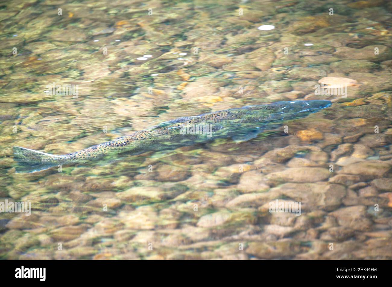 Pazifischer Lachs, der im Staat Washington im Green River ladet Stockfoto