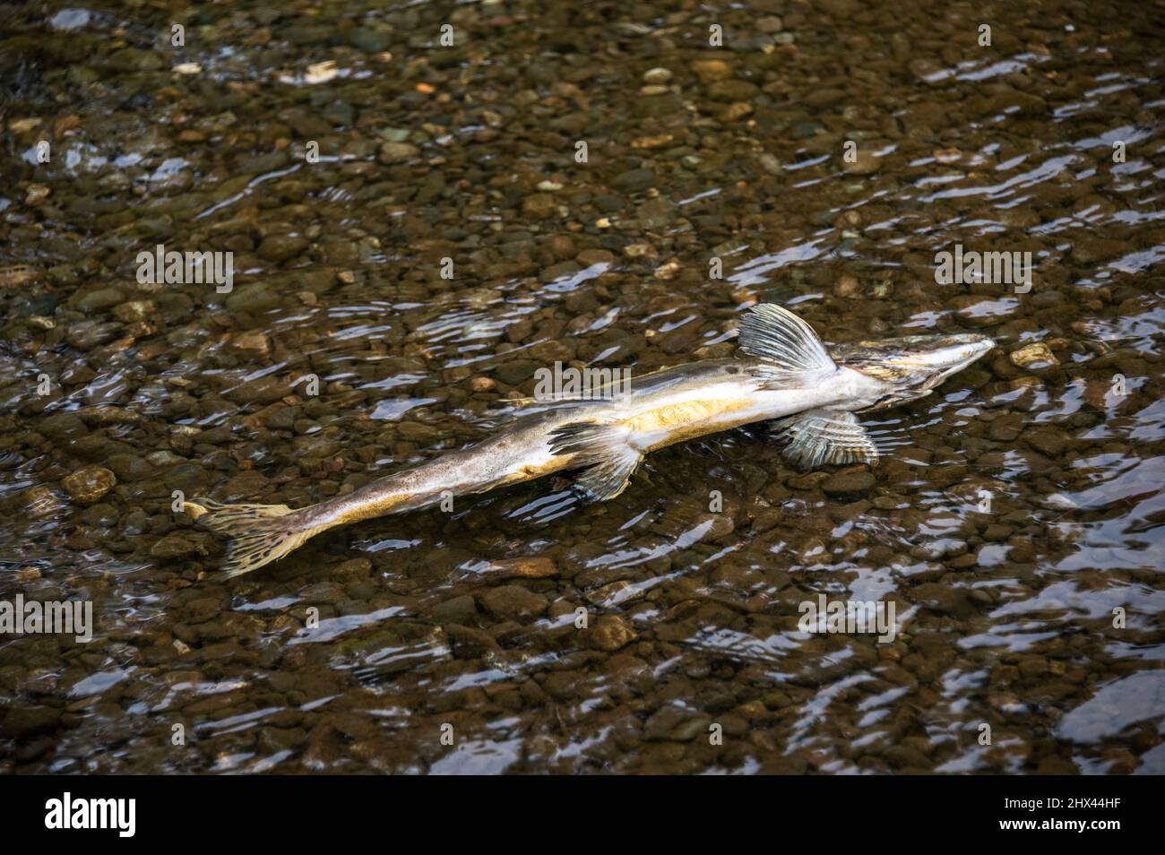 Toter pazifischer Lachs nach dem Laichen im Green River des Staates Washington Stockfoto