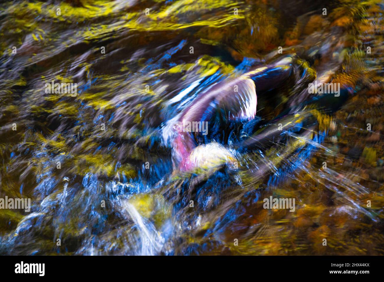 Modernes und abstraktes Foto eines Lachses im Wasser Stockfoto