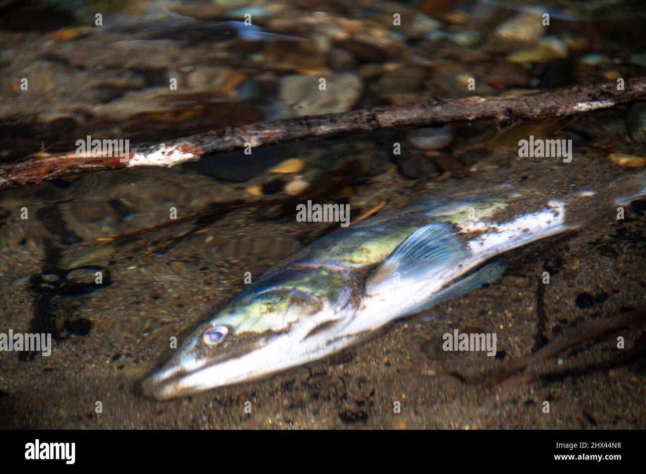 Toter und verfallender pazifischer Lachs nach dem Laichen im Green River des Staates Washington Stockfoto