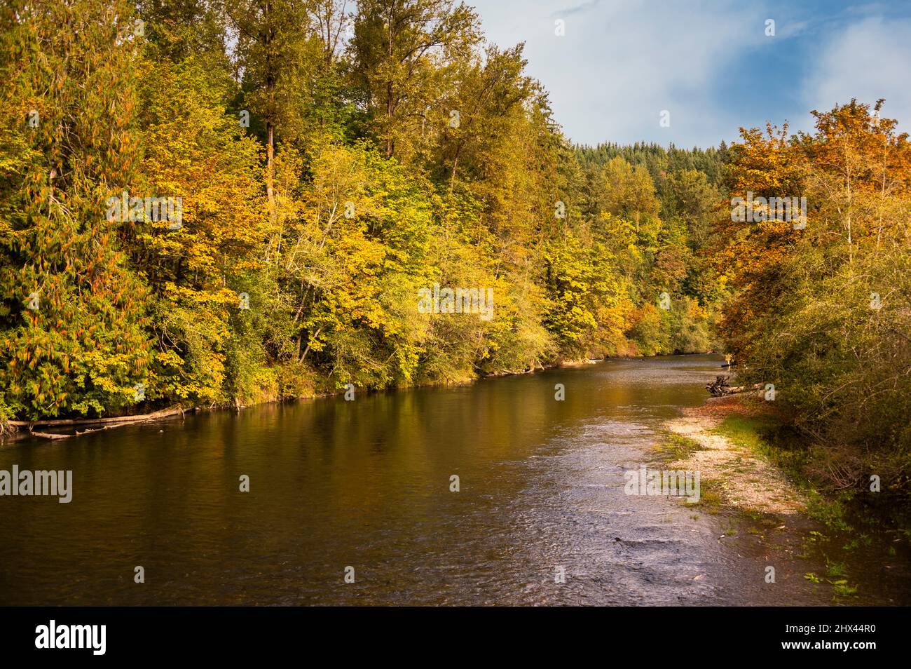 Herbst am Green River im Bundesstaat Washington im Flaming Geyser State Park und geschütztes Wasser zum Laichen von Lachs Stockfoto