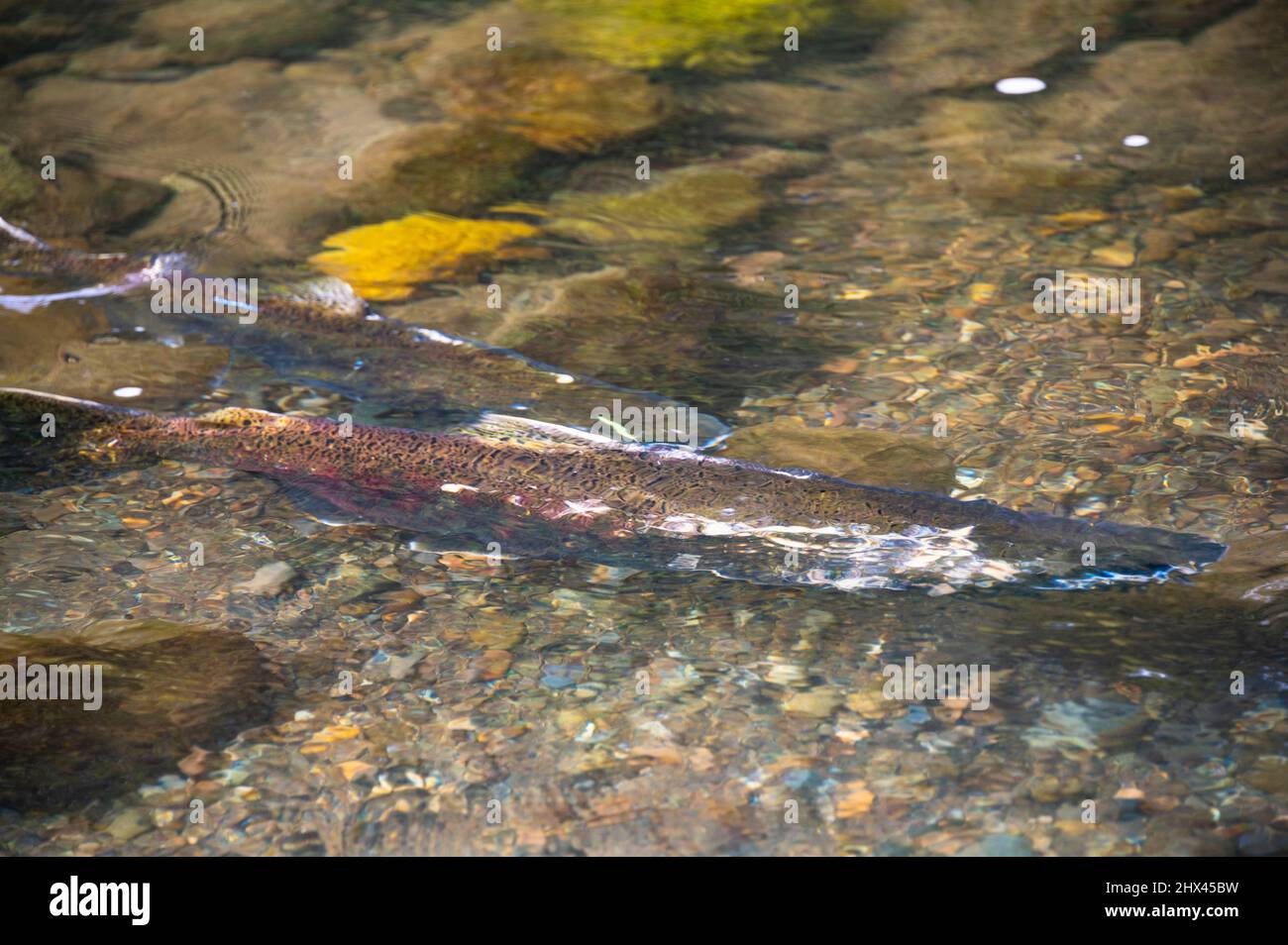 Pazifischer Lachs, der im Staat Washington im Green River ladet Stockfoto