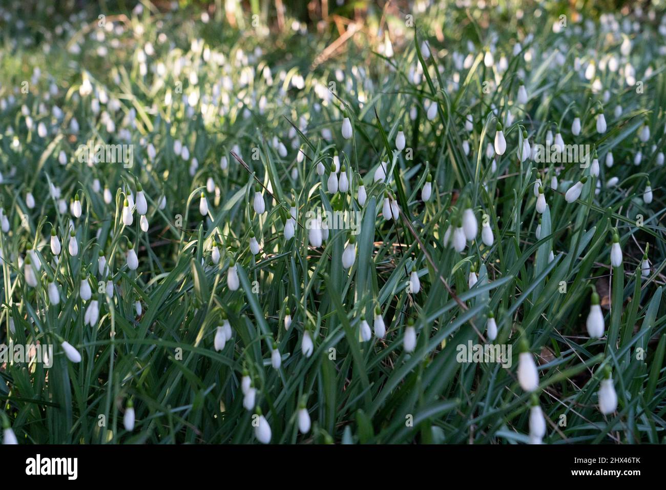 Im Warley Place Warley Nature Reserve in Essex blühende Blumen, darunter ein Meer aus Tausenden von Schneeglöckchen Stockfoto