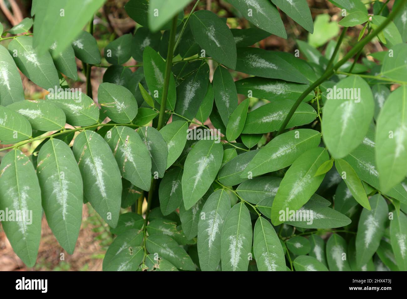 Draufsicht auf die Blätter einer Sauropus androgynus- oder Stern-Stachelbeerpflanze Stockfoto