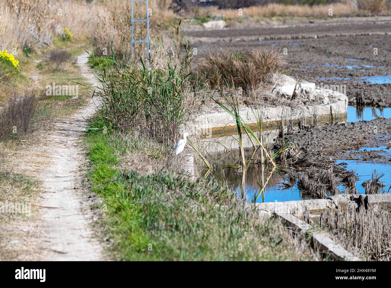 Bewässerungstor, Reisfeld im Winter in La Albufera, El Palmar, Provinz Valencia, Spanien Stockfoto