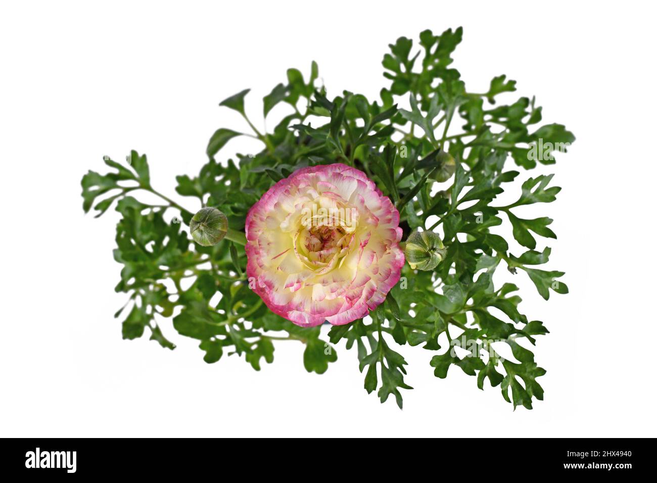 Draufsicht auf rosa 'Ranunculus Asiaticus' Blume auf weißem Hintergrund Stockfoto