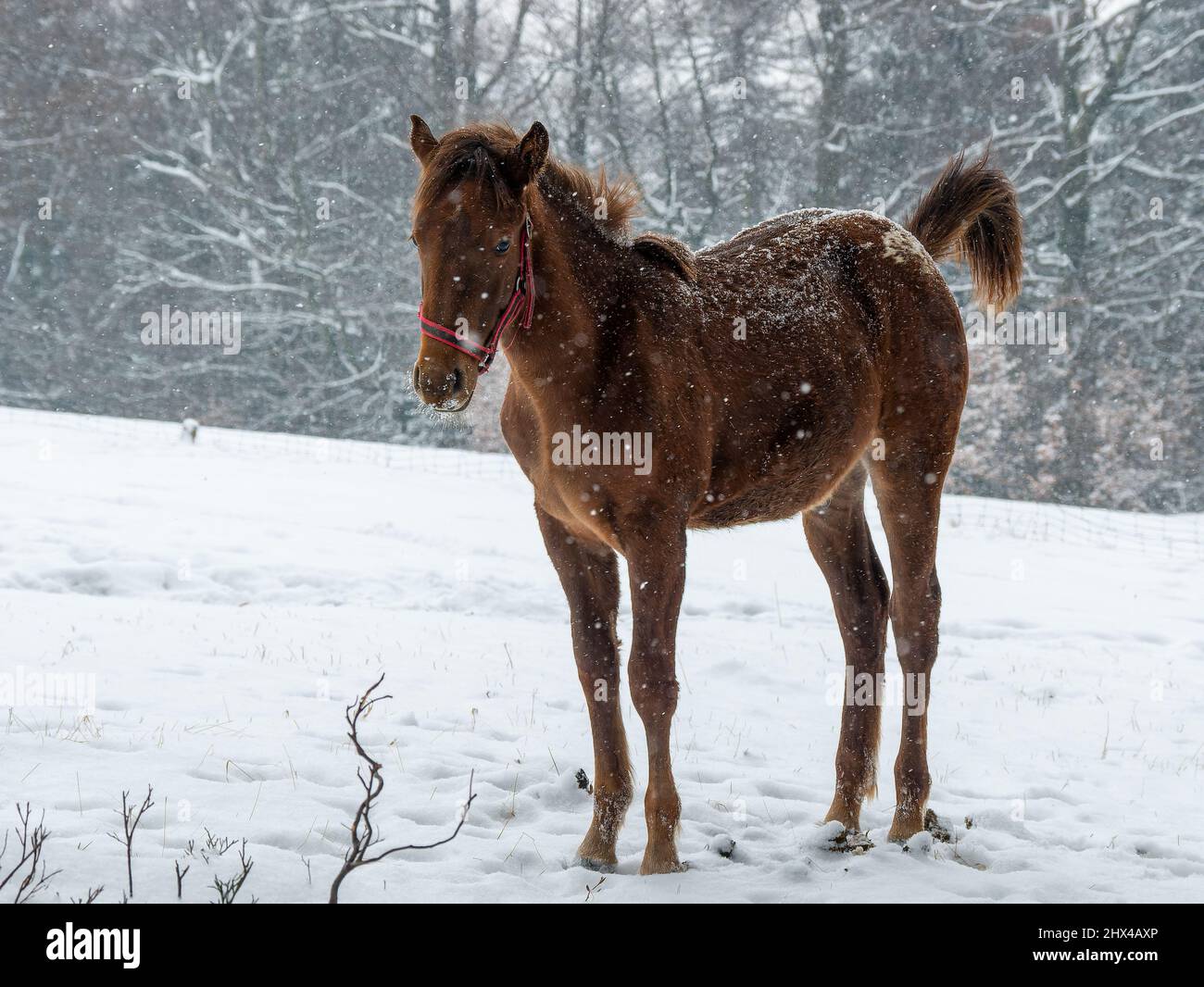 Junges Pferd an den Bäumen im Winter-10 Stockfoto