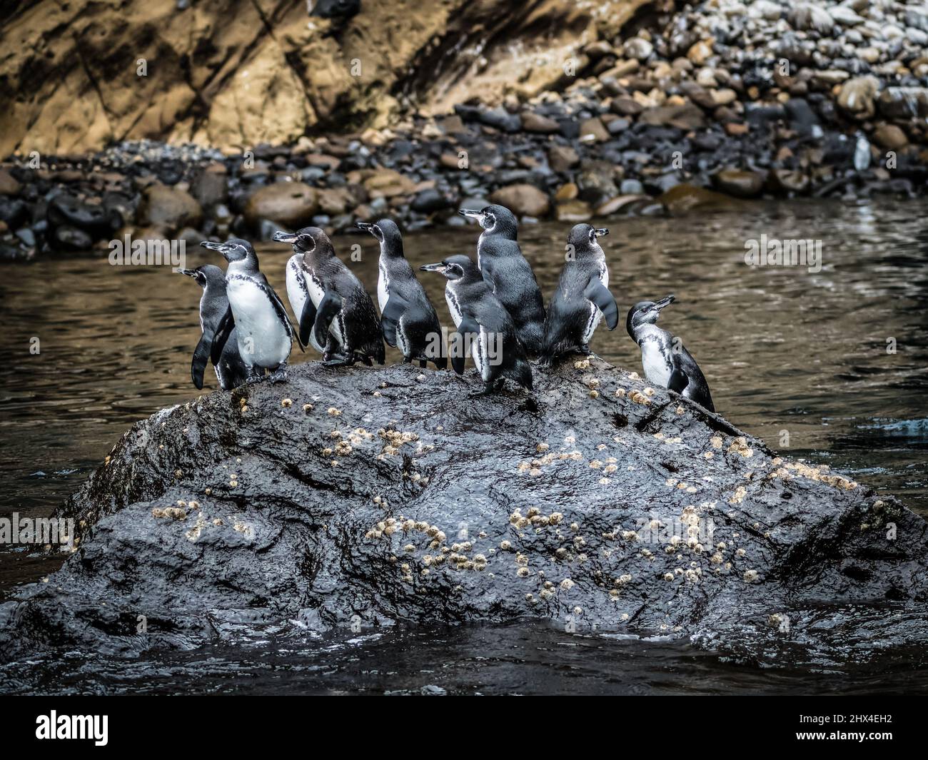 Neun einheimische Pinguine, Isla Isabela, Galapagos, Ecuador Stockfoto