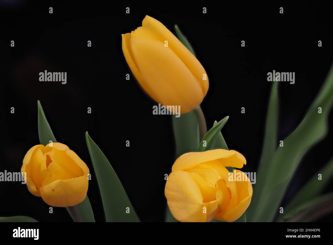 Gelbe Tulpen auf schwarzem Hintergrund. Bouquet von gelben Blumen. März 8. Gelb auf Schwarz Stockfoto