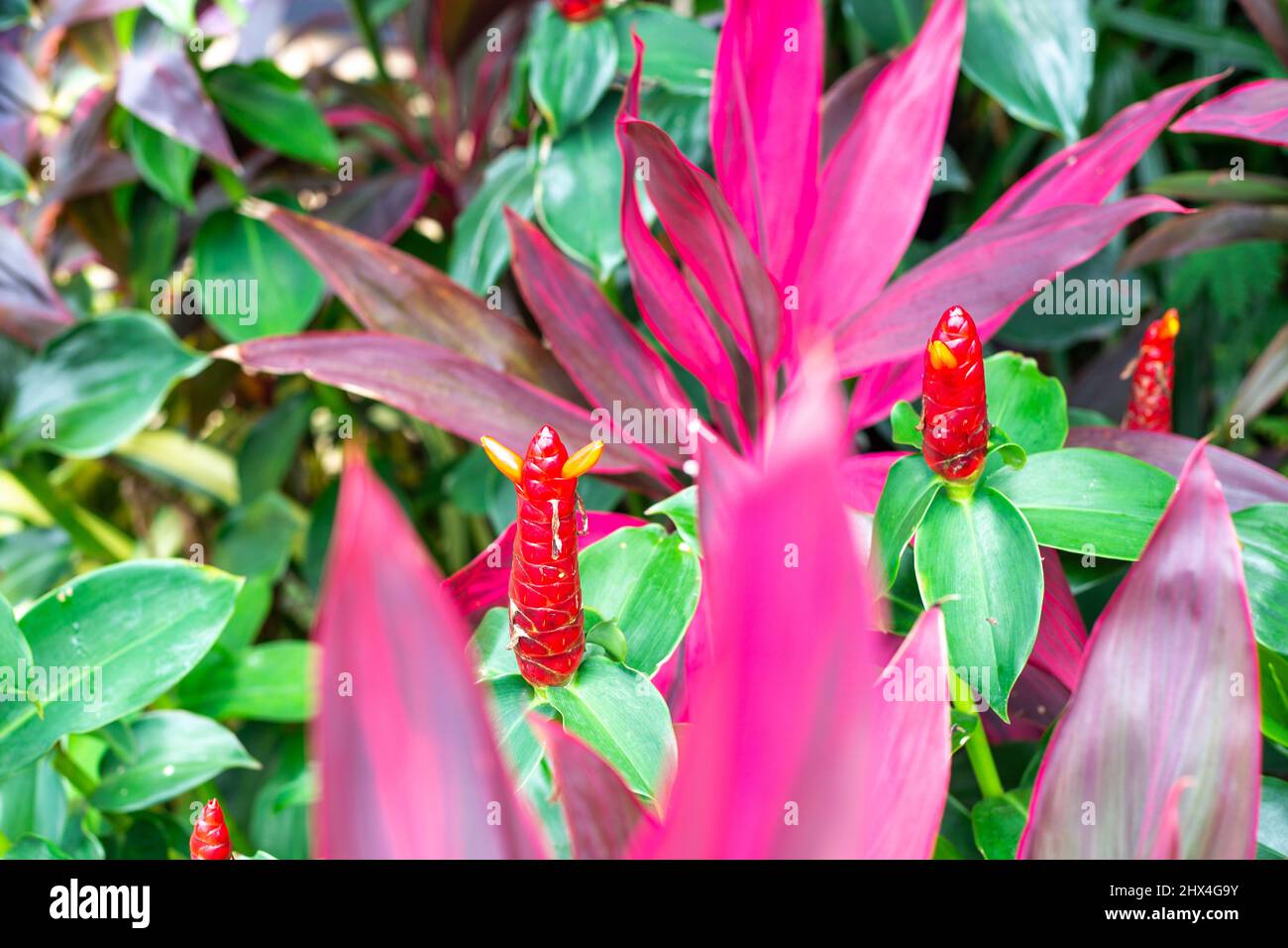 Rote Blütenknospe von Costus barbatus. Tropische exotische Pflanzen. Stockfoto