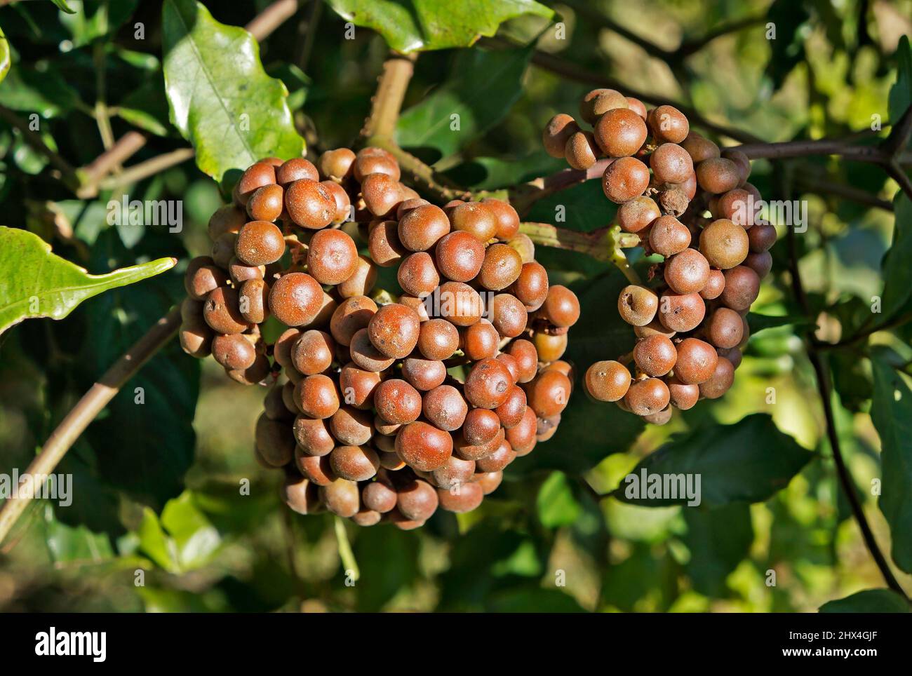 Leea-Früchte (Leea coccinea) im Garten, Rio Stockfoto