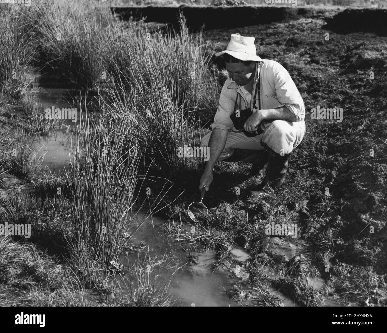 Diese Woche wurden von Wissenschaftlern des C.S.I.R.O. Versuche durchgeführt, um eine neue Methode zur Eliminierung von leberegel bei Schafen und Rindern zu testen. 16. September 1955. (Foto von Australian Photographic Agency). Stockfoto