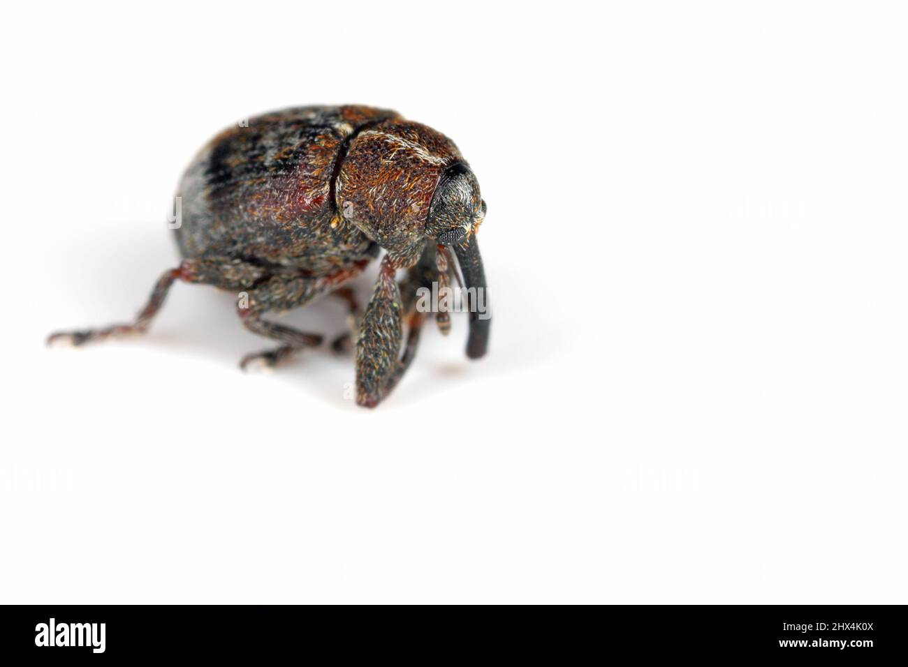 Der Birnenblütenkäfer (Anthonomus piri) ist eine Käferart aus der Familie der Weevils (Curculionidae). Birnenschädling in Obstgärten und Gärten. Stockfoto