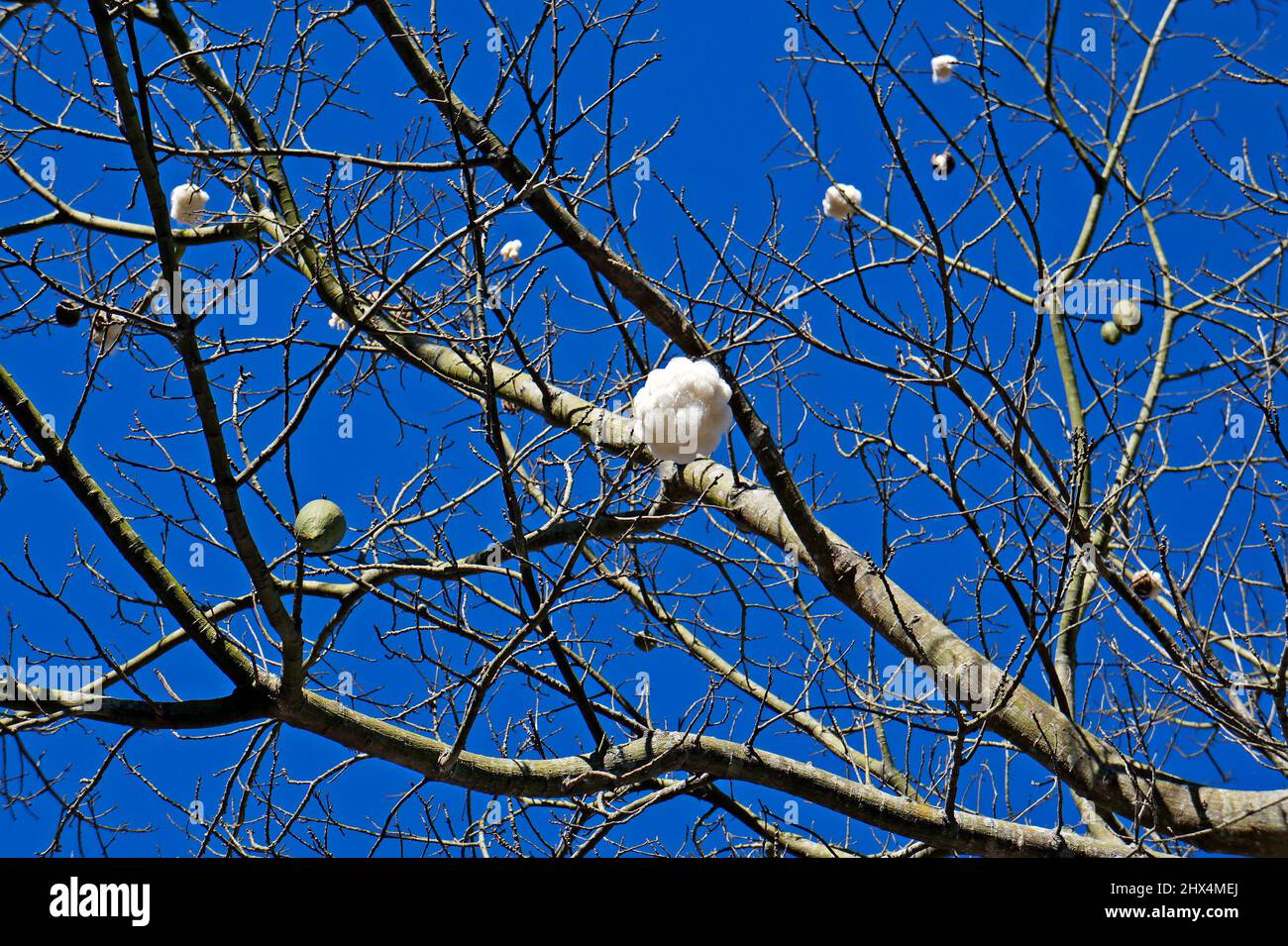 Seidenfloss-Baum (Ceiba speciosa oder Chorisia speciosa), Rio, Brasilien Stockfoto