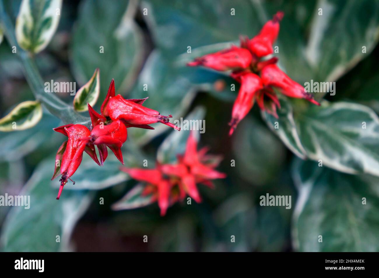 Teufelsblüten (Tithymaloide oder Pedilanthus tithymaloides) Stockfoto