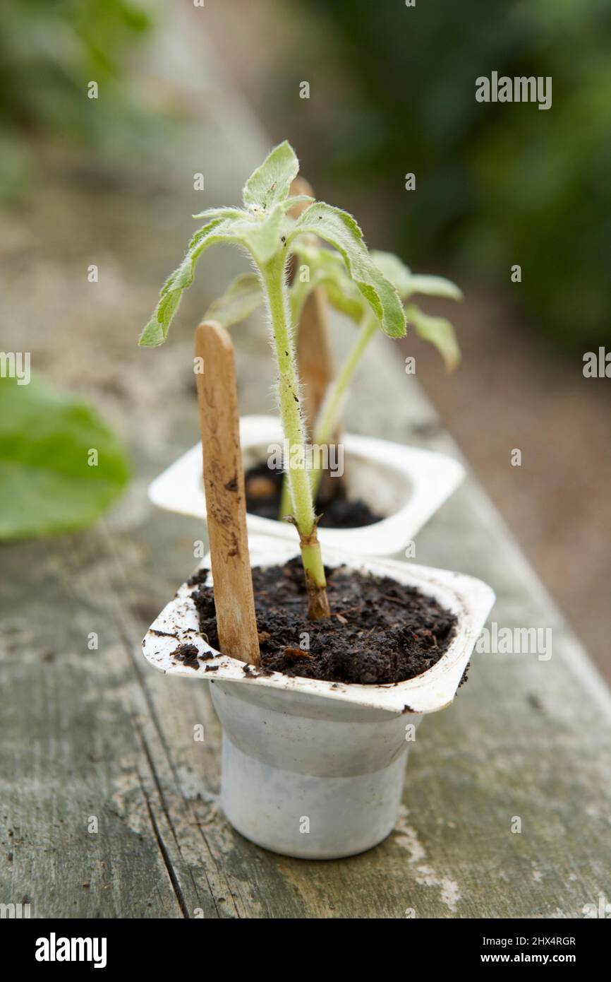 Helianthus annuus (Sonnenblume) Sämlinge unterstützt durch Lollypop-Sticks, die in Joghurttttöpfen wachsen Stockfoto