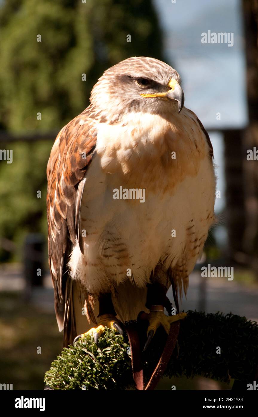 Nebenstraßen Norditalien - Drive 4, Nebenstraßen Norditalien, Italien, Lombardei, Comer See, Castello de Vezio, Wilder Hawk Stockfoto