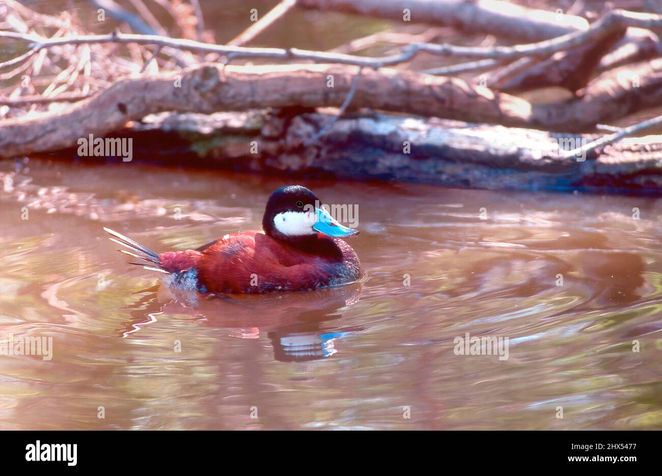 North American Ruddy Duck (Oxyura jamaicensis jamaicensis) im North Carolina Zoo Asheboro, N.C. Stockfoto