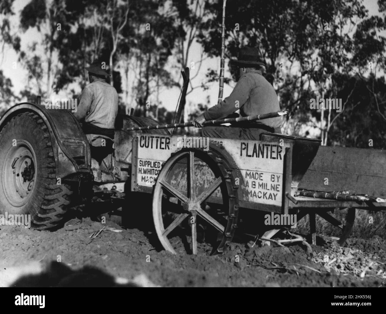 Pflanzmaschine -- Les fährt Traktor, der Pflanzmaschinen schleppt. Dieses Gerät öffnet eine Mulde von "Rill" im Boden, schneidet das Rohr auf die richtige Länge, pflanzt es in "Rill", so dass vier Zoll zwischen jedem Stück Stock. 15. November 1941. Stockfoto