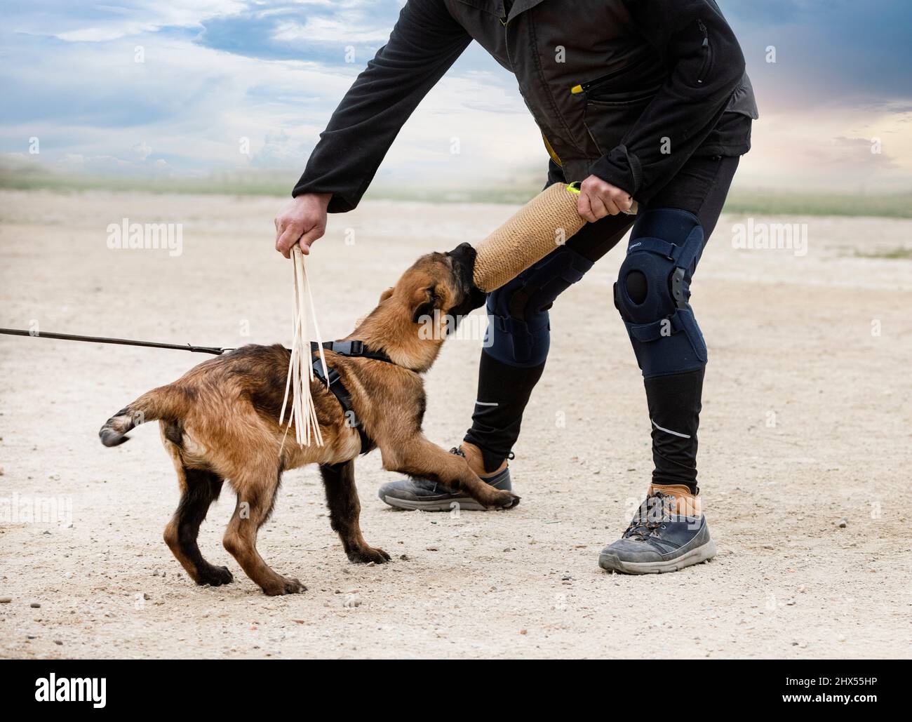 Junge belgische Schäferausbildung in der Natur für die Sicherheit Stockfoto