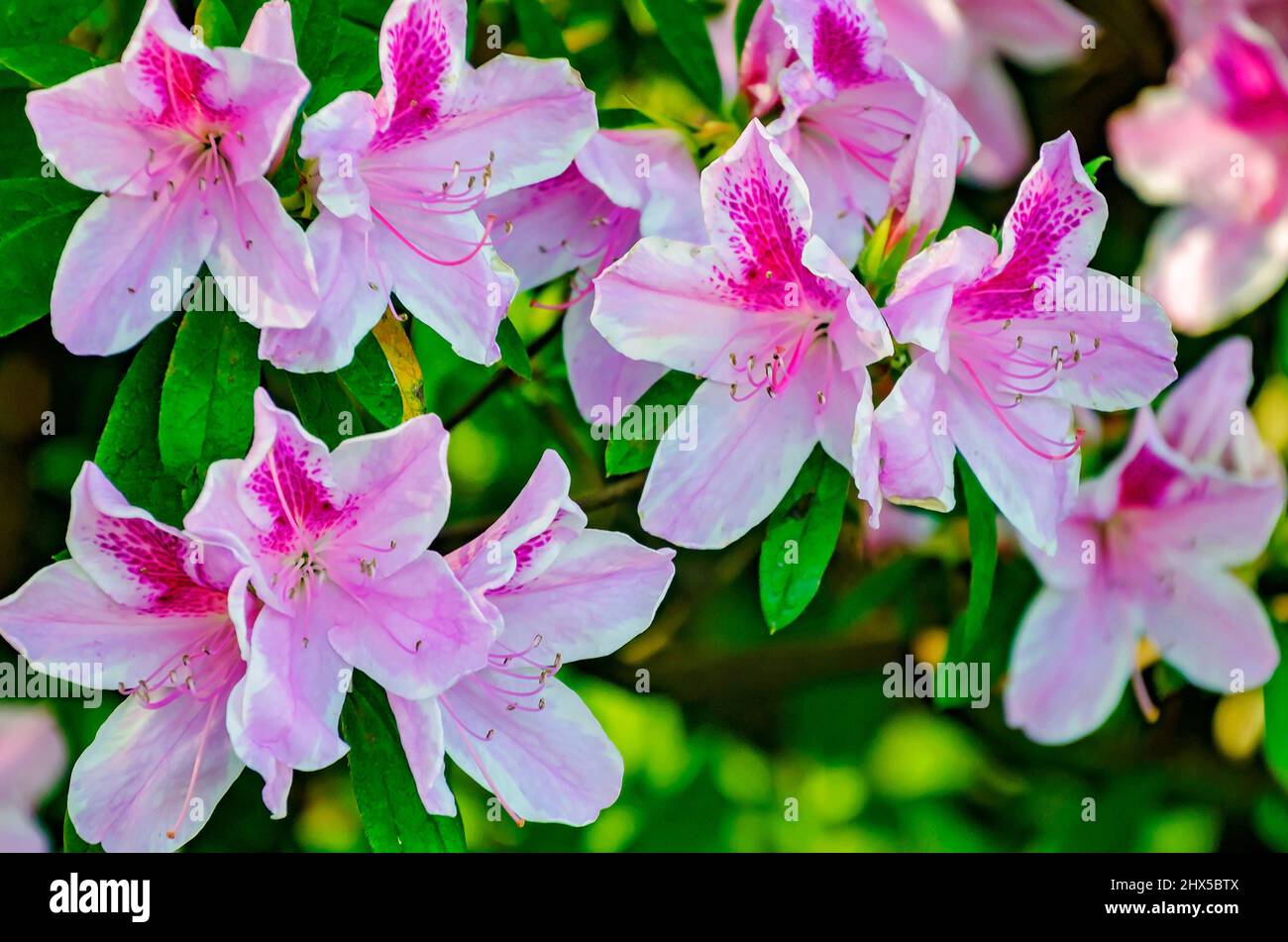 Indische Azaleen (Rhododendron simsii) blühen in Bellingrath Gardens, 4. März 2022, in Theodore, Alabama. Stockfoto