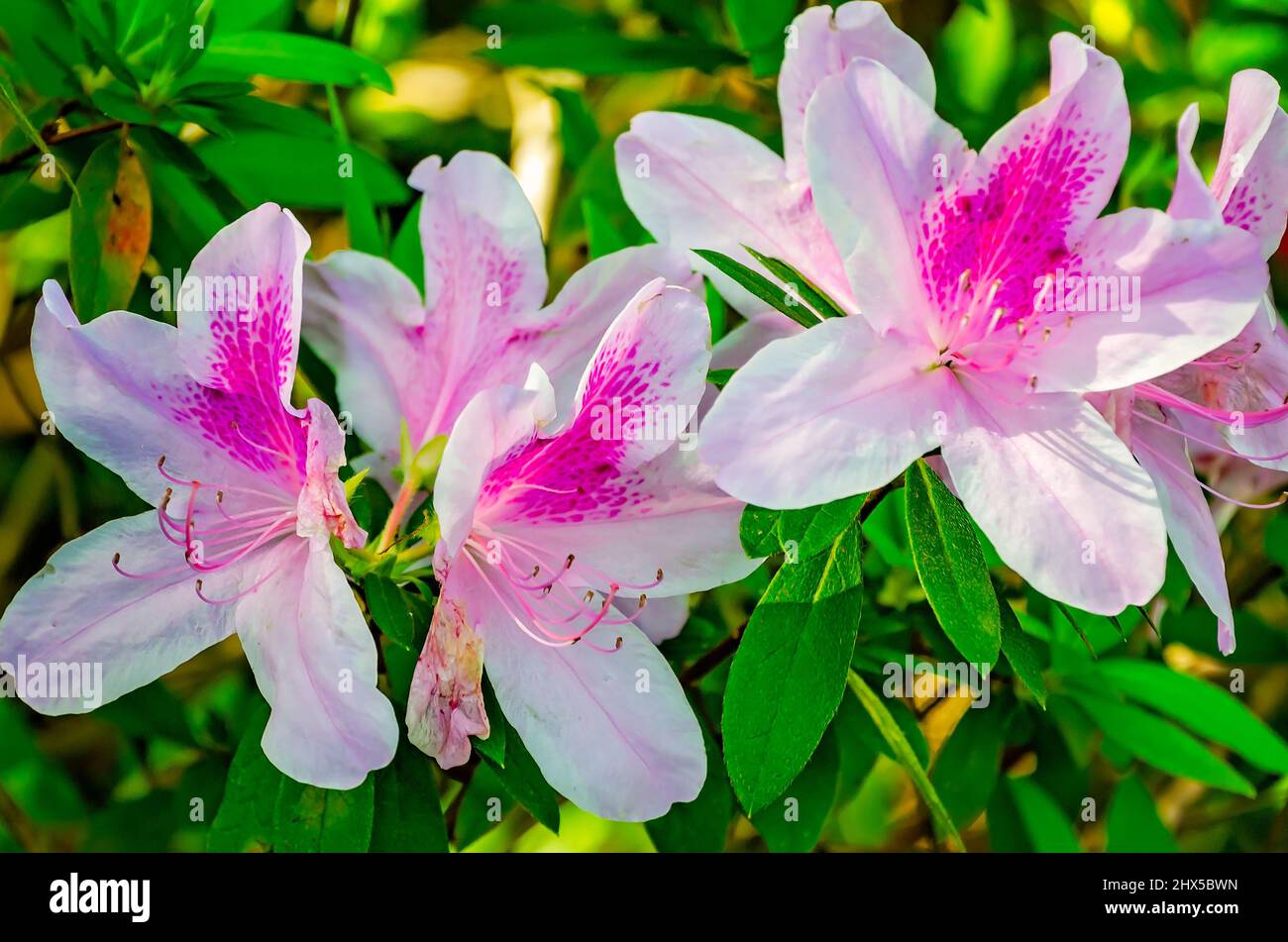 Indische Azaleen (Rhododendron simsii) blühen in Bellingrath Gardens, 4. März 2022, in Theodore, Alabama. Stockfoto