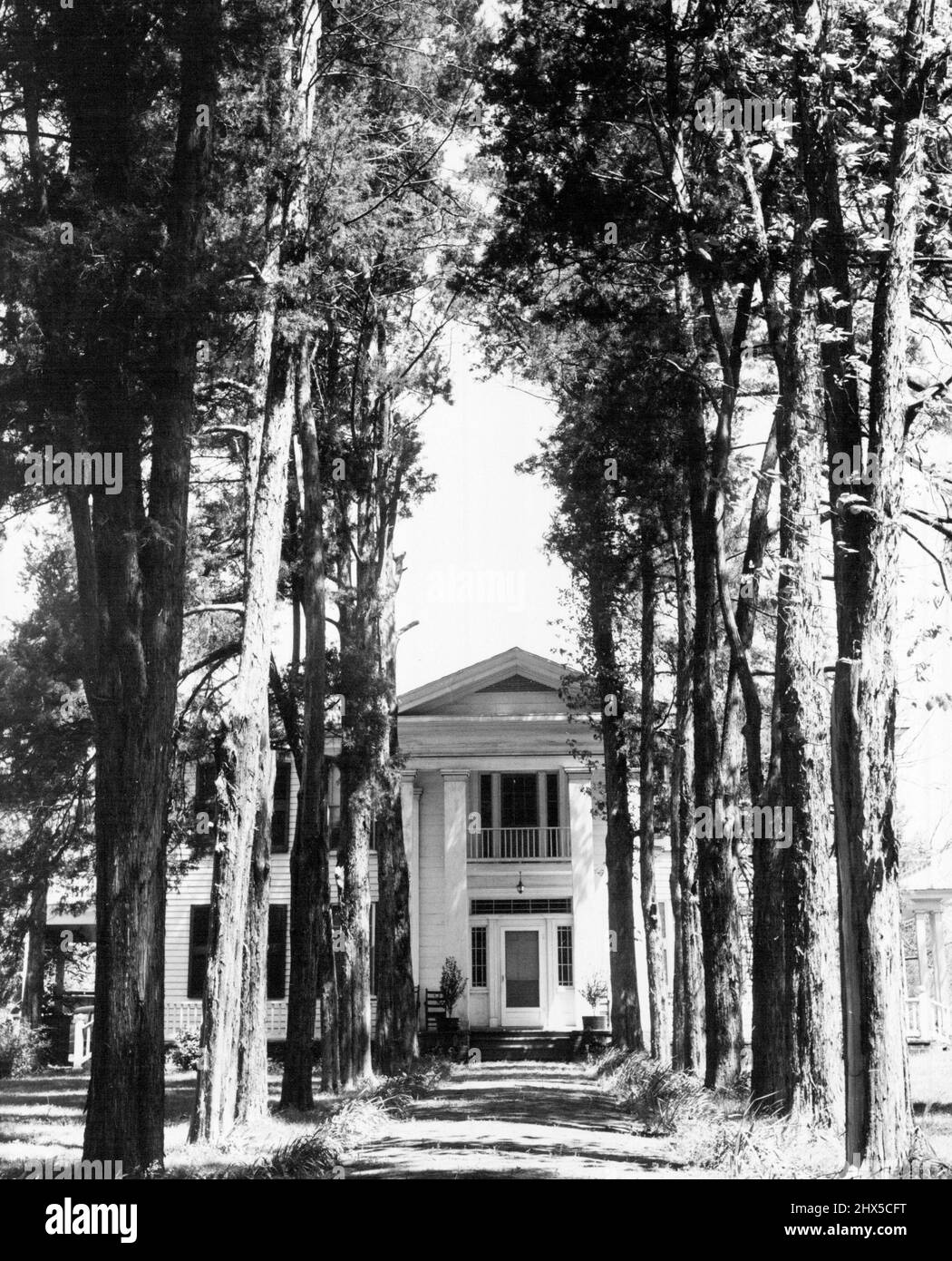 Wurzeln Eines Schriftstellers - hohe Bäume flankieren den Eingang zum Faulkner-Herrenhaus, wo der weltbekannte Autor das Herz des 'Faulkner-Landes, der Faulkner-Welt' ist. 05. Juni 1955. (Foto von United Press). Stockfoto