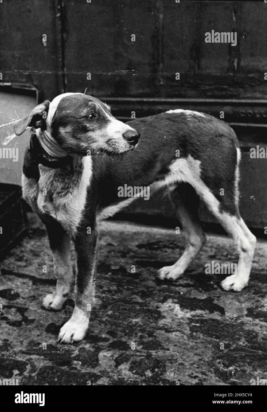 Mehrere Züge Fuhren Über Ihn. - Niemand kennt den echten Namen des Hundes oben, aber es sollte 'Glückspilz' sein Was könnte man ihn sonst noch nennen? Er wurde von den Mitarbeitern einer Londoner U-Bahn-Station gesehen, die in der Grube zwischen den Linien in der Nähe eines Signalkastens hocken, und mehrere Züge rannten über ihn, bevor sie ihn herausholen konnten. Alle Schäden, die er erlitt, waren ein etwas beschädigtes linkes Ohr: Danach wurde er vom Nachtpersonal der R.S.P.C.A. gepatcht und fühlte sich gut. Zwei Züge fuhren über diesen Hund, während sie in einer Grube zwischen den Linien in der Nähe einer Signalbox an einem Londoner U-Bahnhof hockten. Er erlitt nur einen Kampf Stockfoto