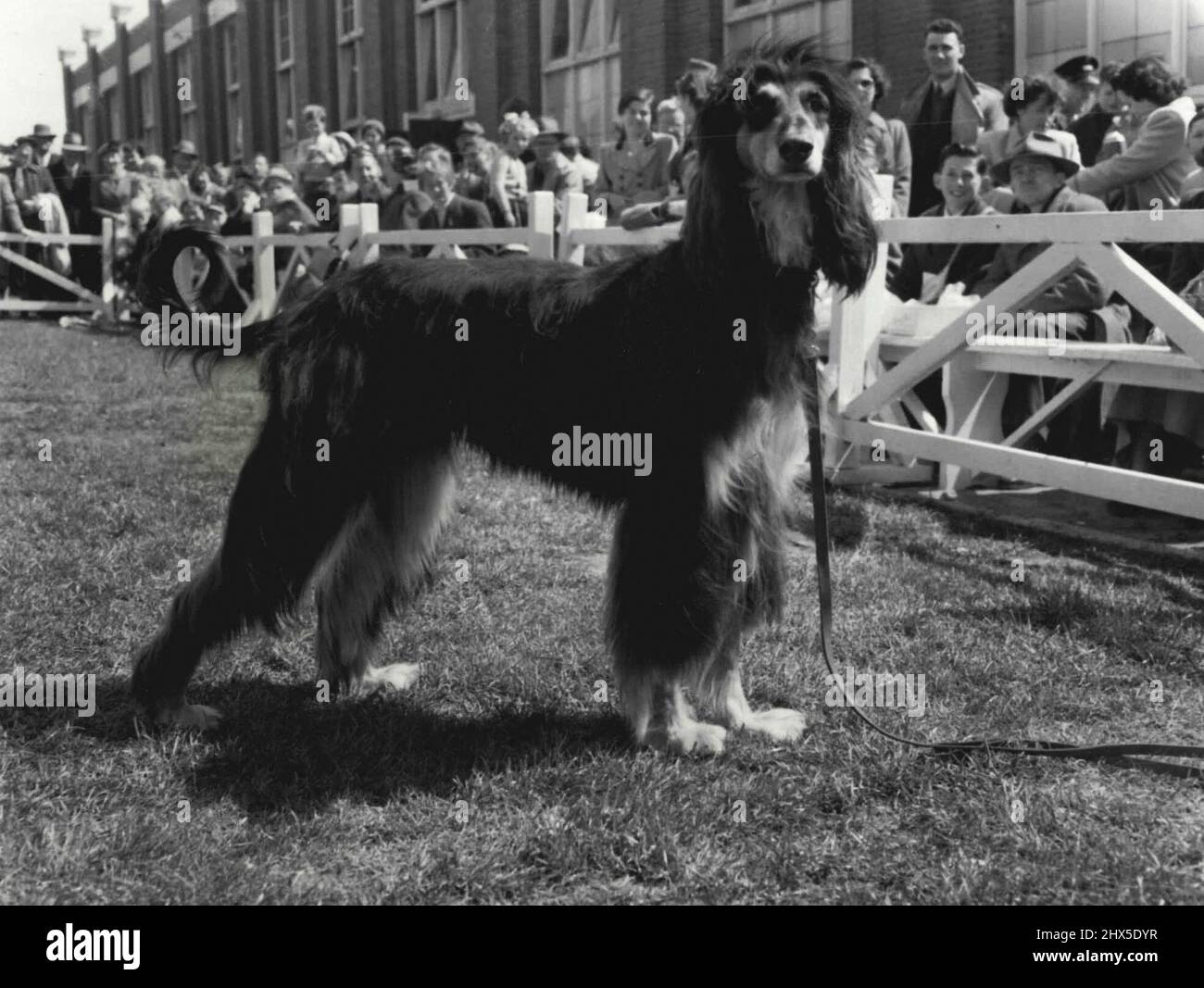 Shaggy Dog: Hier ist ein afghanischer Hund. Die Polizei glaubt, dass der Kilmore ***** Vielleicht ein afghanischer Hund, der im ***** verloren ging Dieses ist afghanisch von ***** Fotografiert heute auf der Royal Show. Neue Suche, aber keine 'Löwin' - die Polizei von Broadford durchsuchte heute stundenlang den Hume Highway nördlich von Kilmore, nachdem sie einen zweiten Bericht erhalten hatte, wonach eine 'Löwin' in der Gegend gesichtet worden war. Das einzige Tier, das sie sahen, war ein roter Setter. Ein in Melbourne gebundener Autofahrer rief kurz vor Mitternacht D.24 an und berichtete, dass er unterwegs ein etwa 7 m langes Tier gesehen habe. Der Mann wollte nicht seinen Namen geben, sondern sagte h Stockfoto