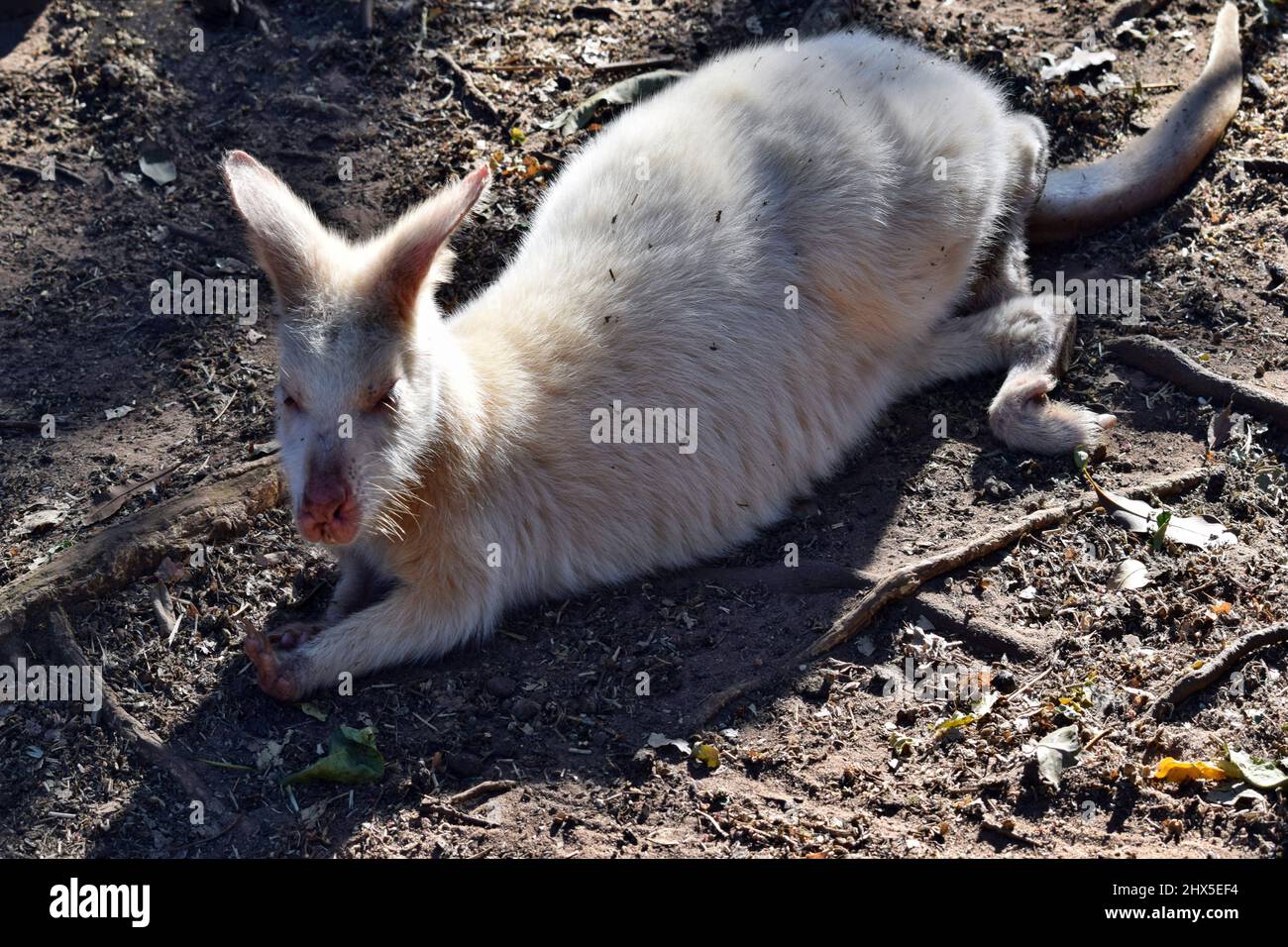 Schönes seltenes Albino Känguru im Park in Australien Stockfoto