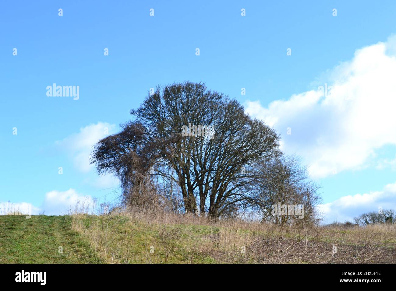 Ein einziger Baum auf einem Kreidehügel in den North Downs von Kent in der Nähe von Shoreham, Anfang März, im späten Winter. Sonniges Wetter Stockfoto Ein einziger Baum auf einem Kreidehügel in den North Downs von Kent in der Nähe von Shoreham, Anfang März, im späten Winter. Sonniges Wetter Stockfoto