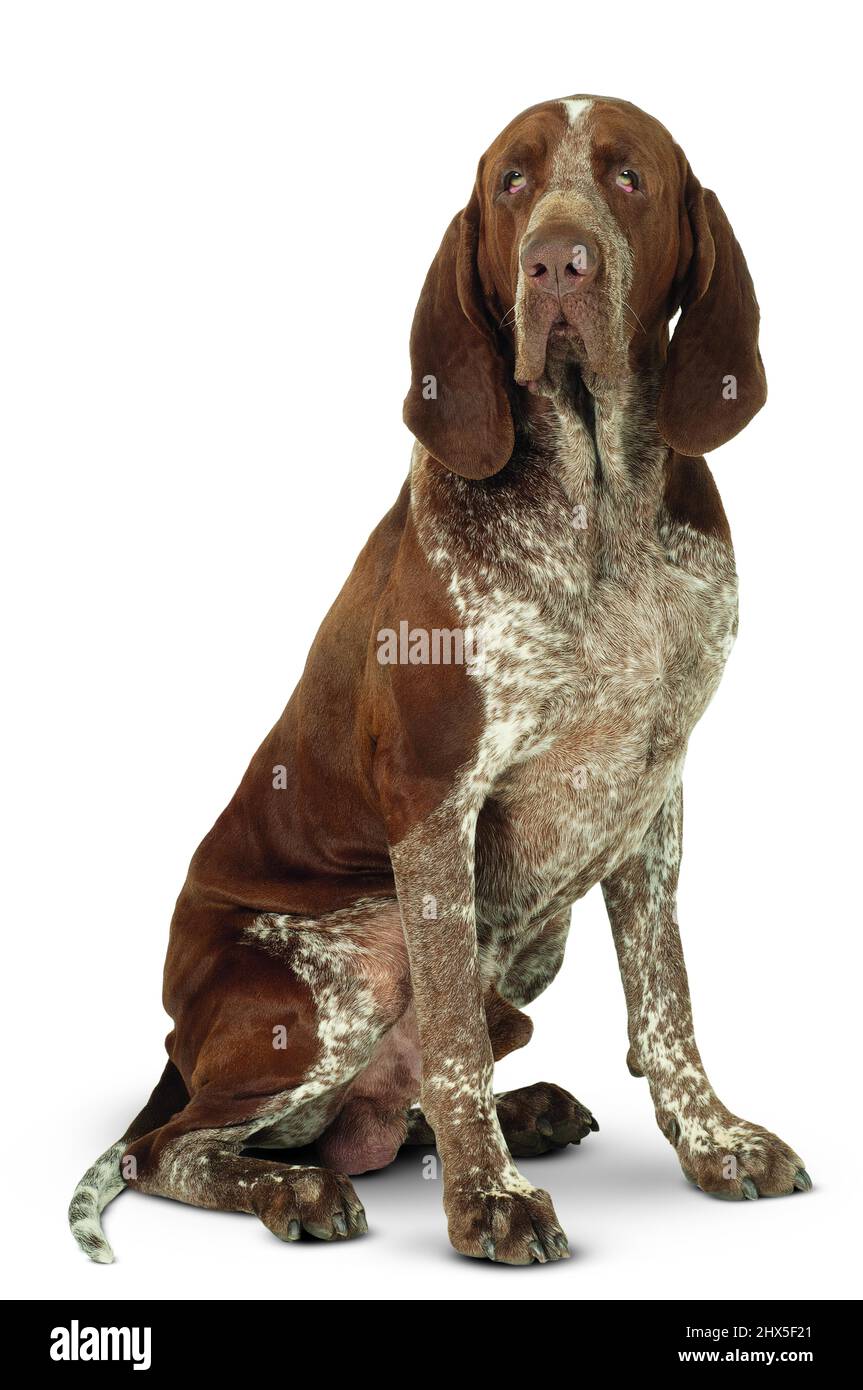 Bracco Italiano (italienischer Zeigehund), sitzend Stockfoto