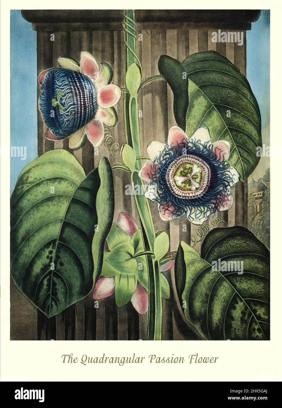 Eine Illustration der viereckigen Passionsblume aus dem frühen 19.. Jahrhundert in der Gattung Passiflora und Familie Passifloraceae, einer Gattung von etwa 550 Arten blühender Pflanzen, meist Ranken-tragende Reben, von denen einige Sträucher oder Bäume sind. Sie können holzig oder krautig sein. Passionsblumen produzieren regelmäßige und meist auffällige Blüten mit einer unverwechselbaren Corona. Die Blüte ist pentamous und reift zu einer unanfechten Frucht mit zahlreichen Samen. Dieses Kunstwerk für Robert John Thorntons 'The Temple of Flora' im Jahr 1807 wurde für den Verlag von T. Bensley, London, England. Stockfoto