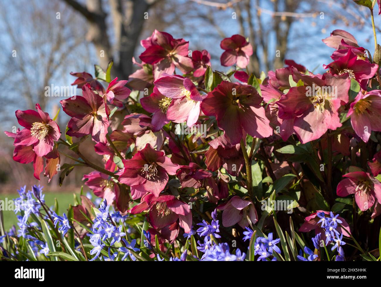 Rosa Helleborus Walbertons Rosmarin Walhero, die im Frühjahr im Garten von RHS Wisley in Surrey, Großbritannien, wächst. Stockfoto