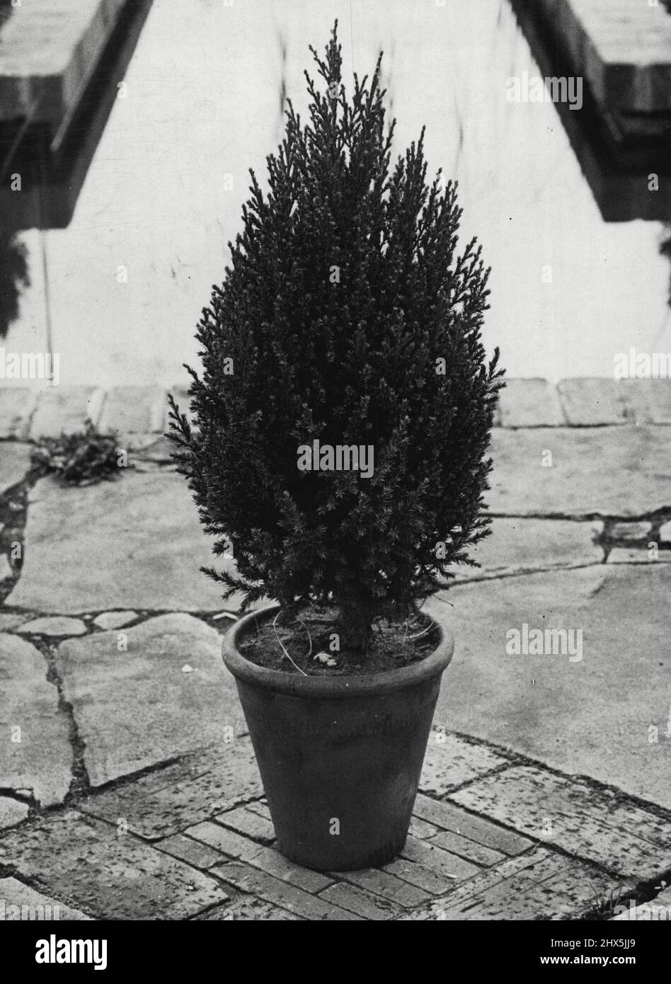 Juniperus Africana wird in einem großen Topf angebaut, um es als Probe zu verwenden oder nach Bedarf auszupflanzen. Das Laub ist bläulich grau und recht attraktiv. 11. Februar 1939. (Foto von Russell Roberts Studio). Stockfoto