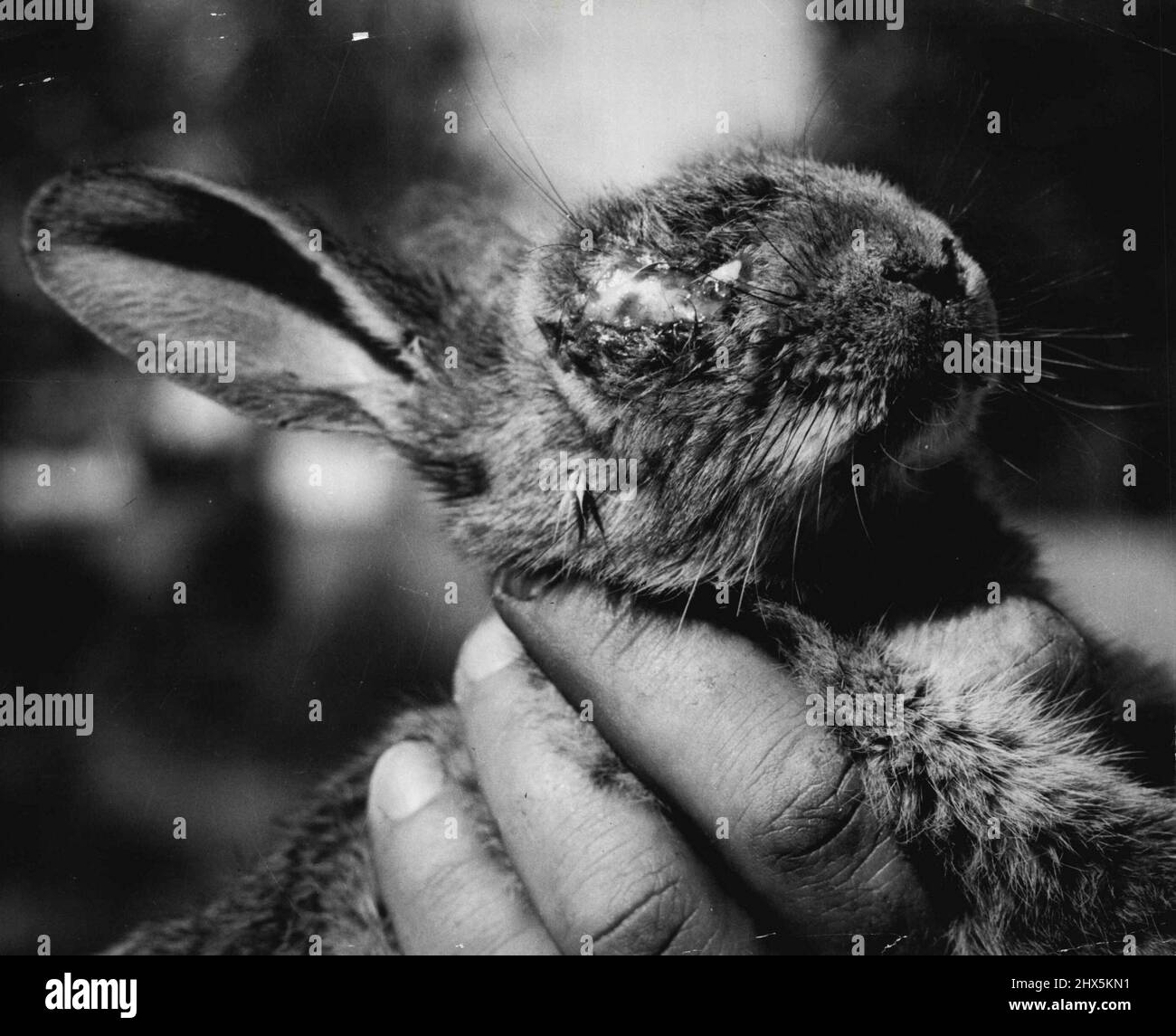 Kaninchen im letzten Stadium der Myxomatose. 4. Januar 1952. (Foto von Pix Photos). Stockfoto