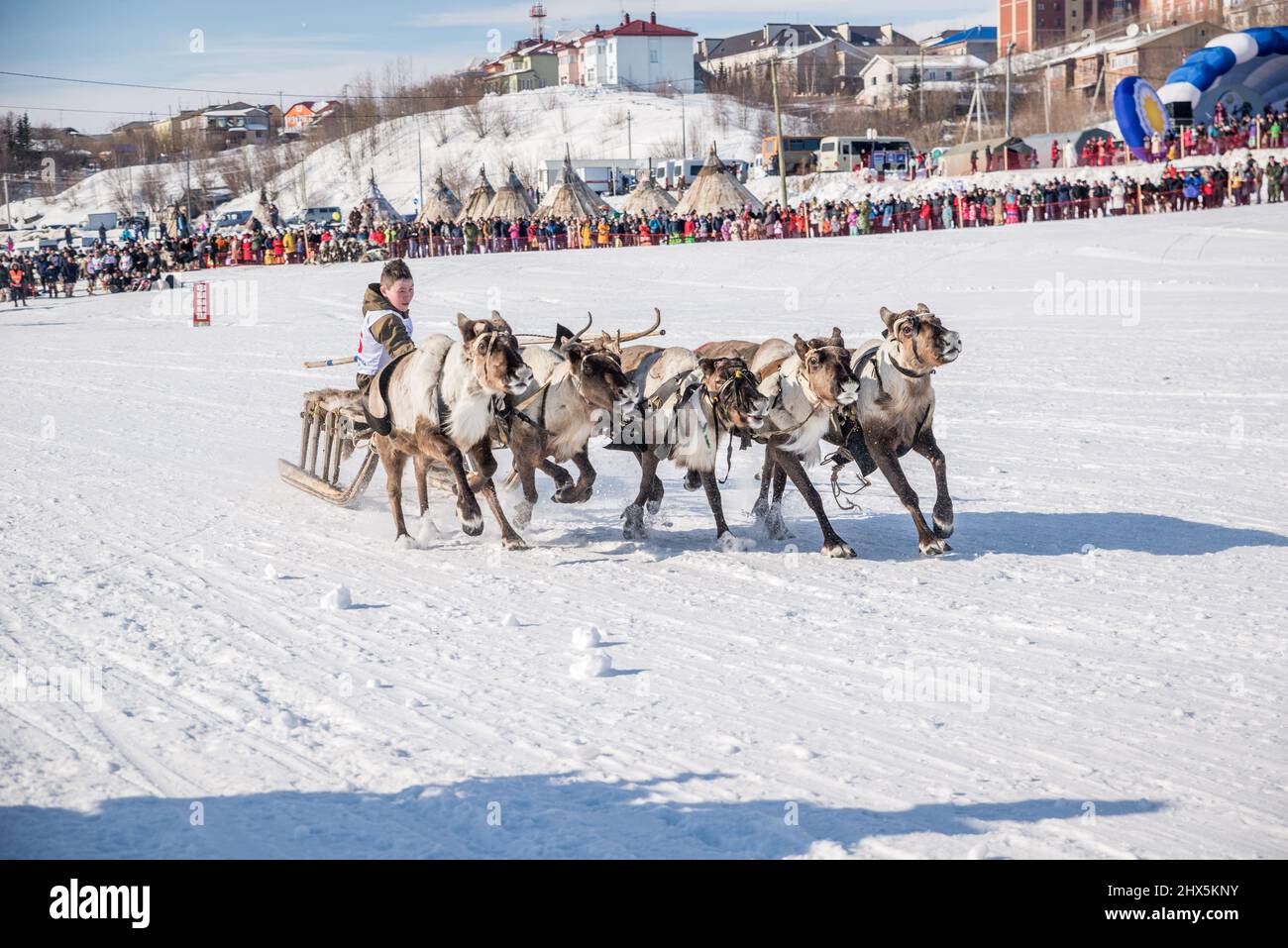 Rentier-Schlittenrennen beim Rentier-Hirtenfest in Salekhard, Autonomer Kreis Yamalo-Nenzen, Russland Stockfoto
